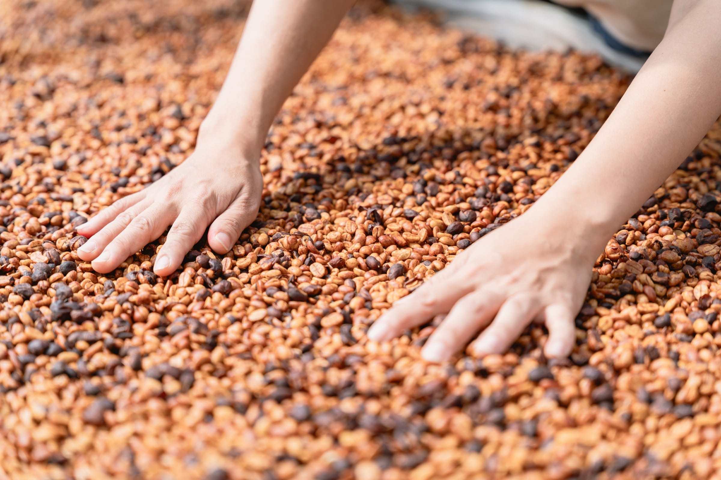 100% Arabica Thu Hoạch Thủ Công
