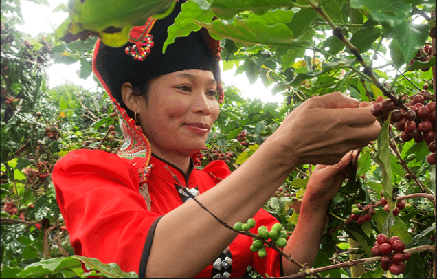 Nông dân cà phê